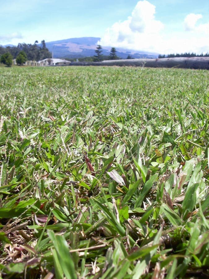 Axonopus compressus leaves close-up
