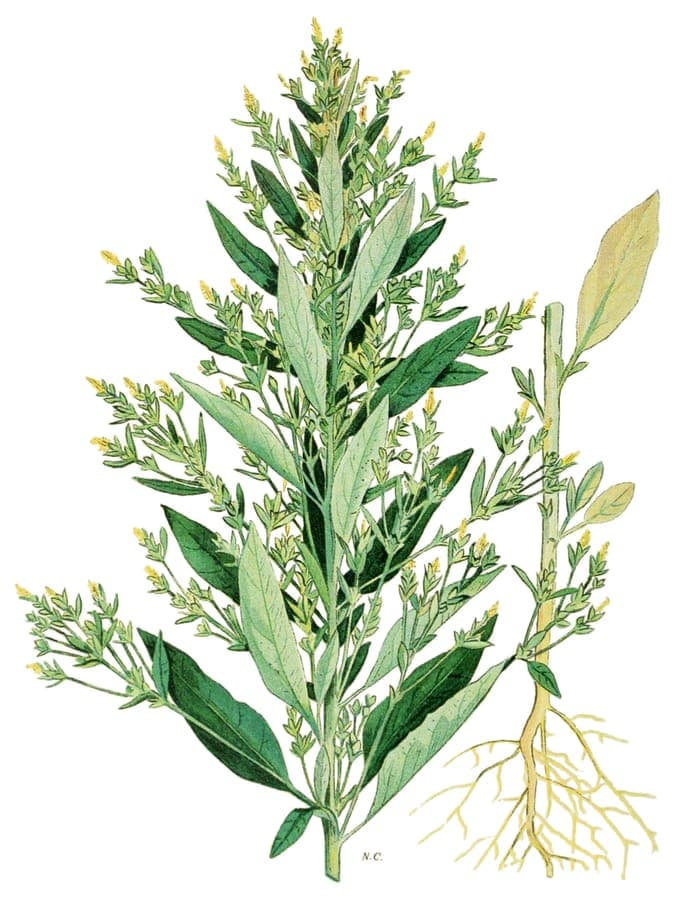 Axyris amaranthoides plante pigweed russe