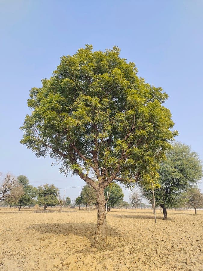 Neem tree with green leaves and fruits