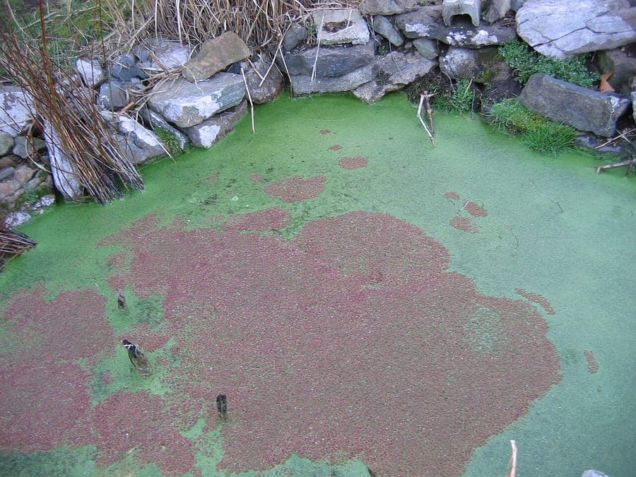 Groen bladverk van Azolla caroliniana in water