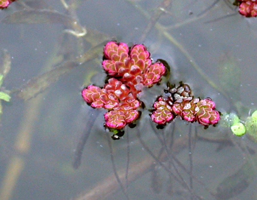 Dense red-green mat of Pacific azolla covering a garden pond in full sun