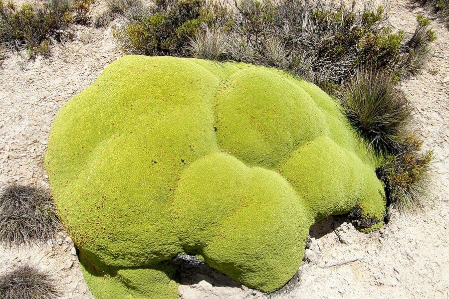 Yareta plant met compacte groeiwijze op rotsen