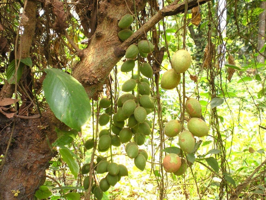 Burmese Grape tree with fruits