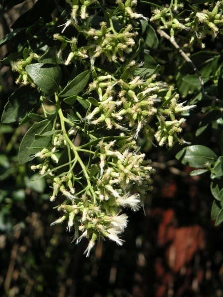 Geopende takken van breedbladig roerkruid met witte pluizige bloemen in herfstlicht