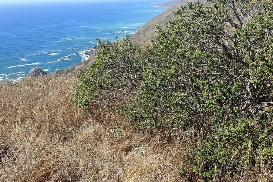 Coyotebezem (Baccharis pilularis) in volle groei als bodembedekker