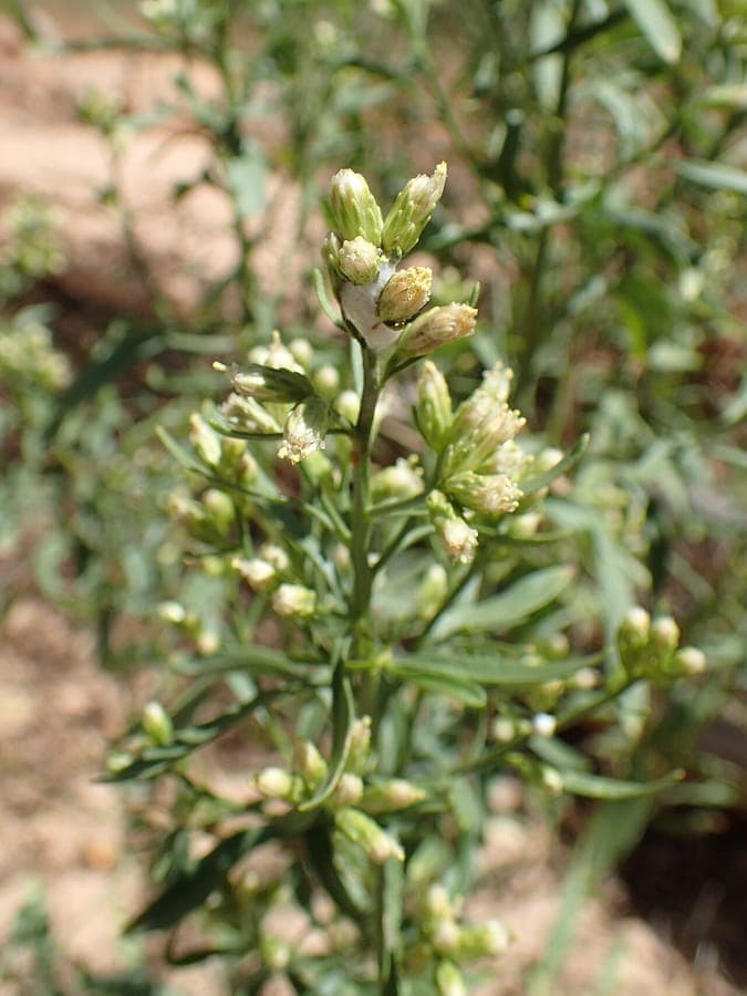 Flowering branches of Baccharis salicina with small white blooms and willow-like leaves
