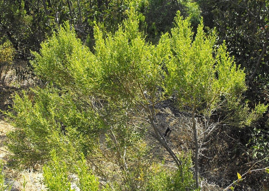 Baccharis sarothroides in flower with creamy white blooms on densely branched green stems in an arid setting