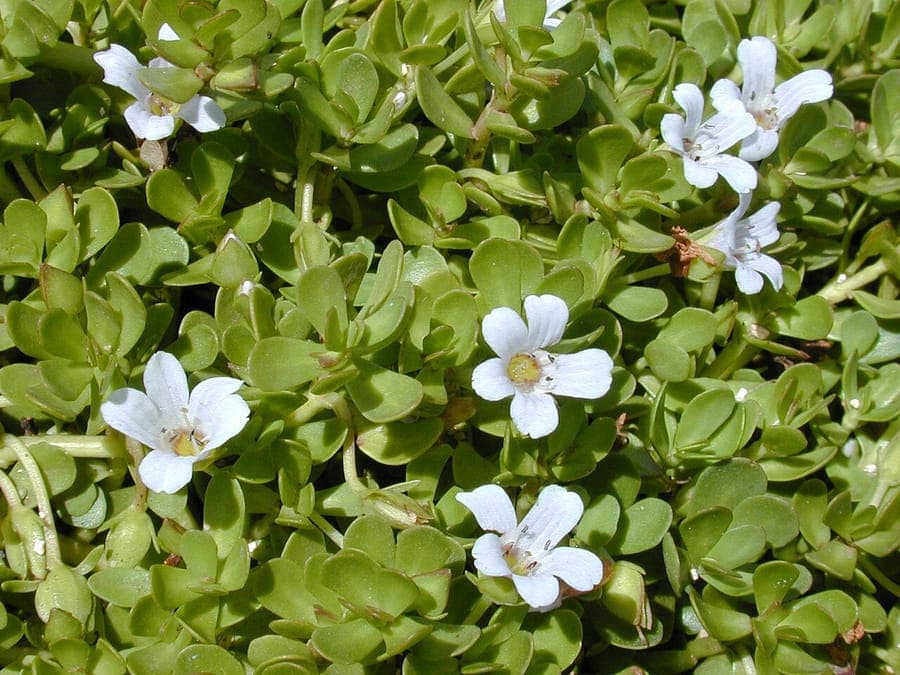 Bacopa monnieri Pflanze mit kleinen grunen Blattern