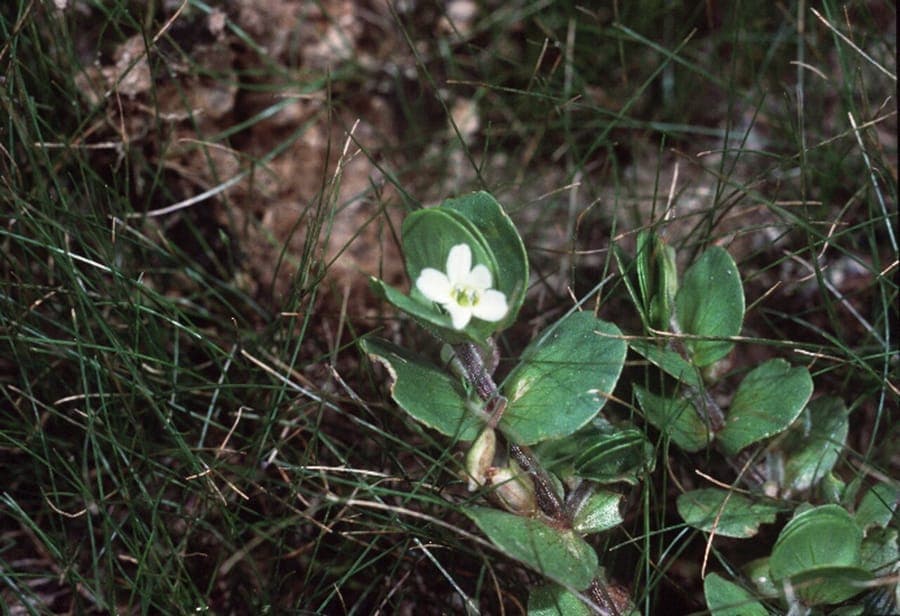 Bacopa rotundifolia als kriechende Matte am Teichrand mit runden Blättern