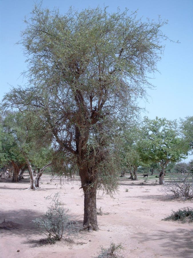 Desert date tree (Balanites aegyptiaca) with thorns
