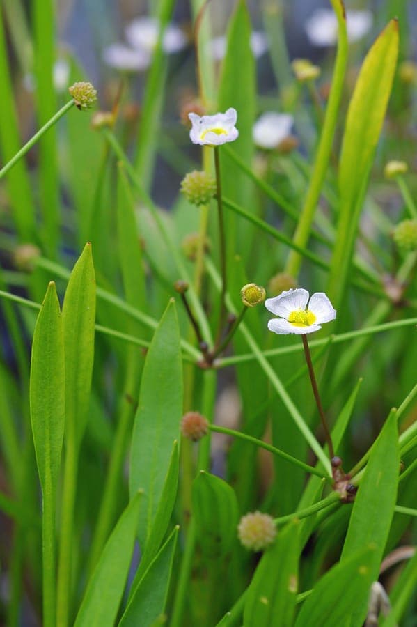 Lesser-water-plantain blooming at the edge of a shallow pond