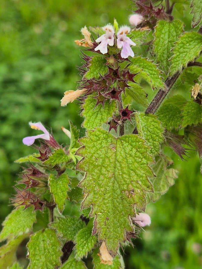 Black horehound with purple flowers in a sunny border garden