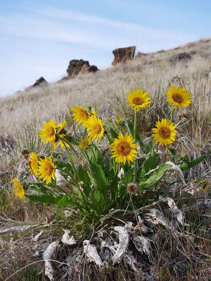 Balsamorhiza careyana with bright yellow daisy-like flowers growing on a dry rocky slope