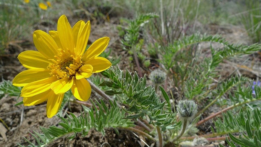 Hooker-Balsam-Sonnenblume mit goldgelben Bluten auf einem sonnigen, trockenen Hang