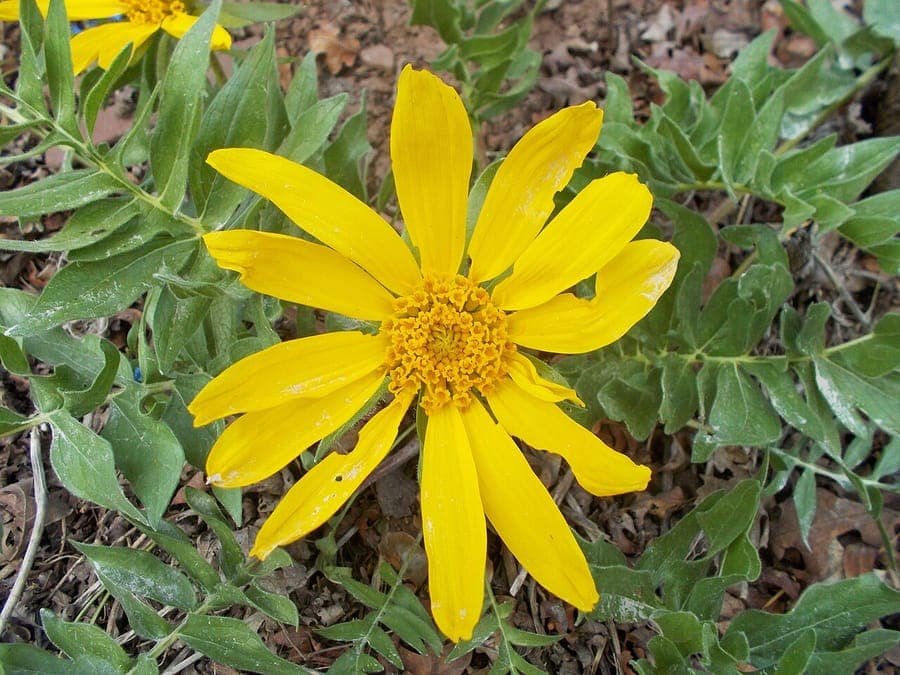 Grossblattrige Balsam-Sonnenblume mit grossen fiederteiligen Blattern und goldgelben Bluten