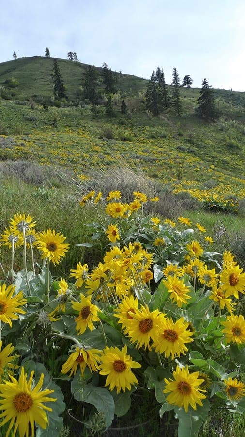 Grote gele bloemen van Balsamorhiza sagittata boven brede pijlvormige bladeren