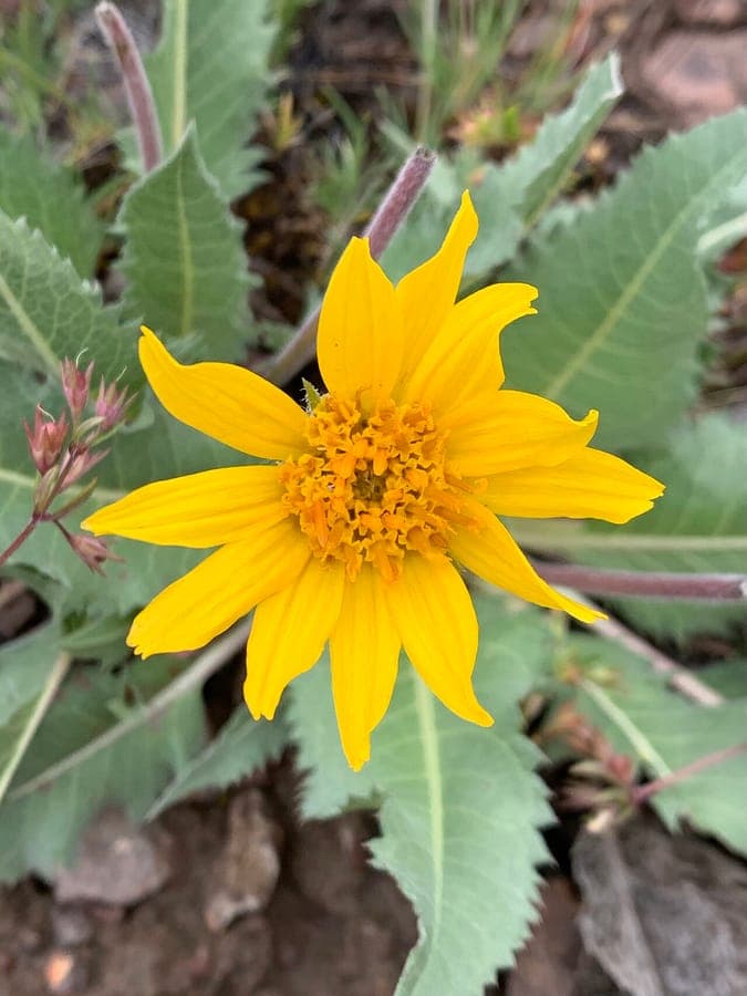 Gesagte Balsam-Sonnenblume mit gesagten Blattern und goldgelben Bluten auf einem trockenen Hang