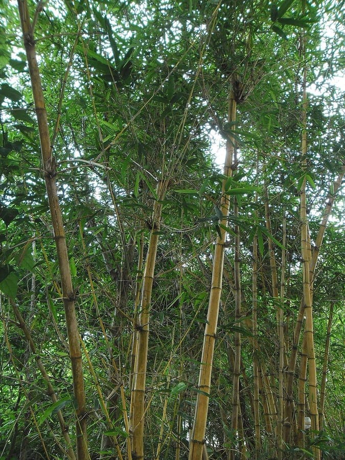 Green bamboo canes with foliage in bright sunlight