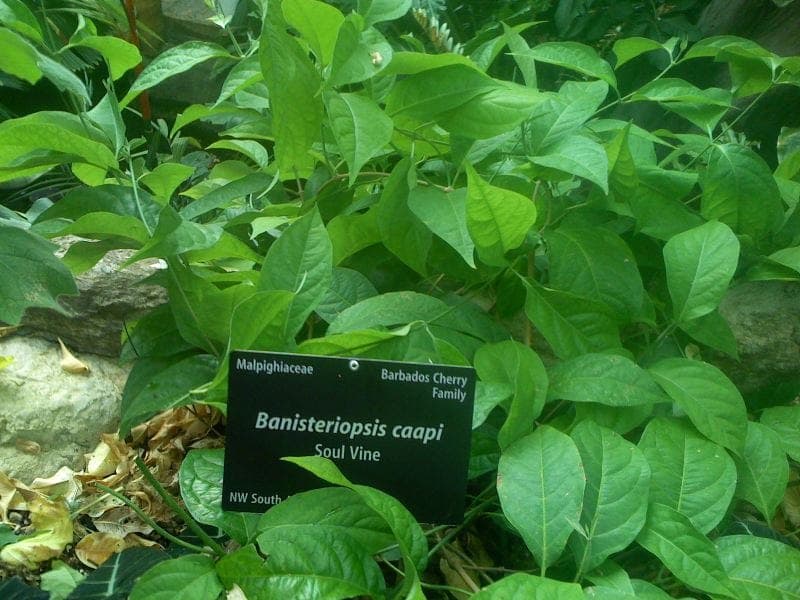 Banisteriopsis caapi met zijn karakteristieke gele bloemen
