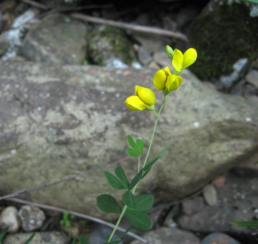 Petites fleurs jaunes en grappes de Baptisia tinctoria sur des tiges ramifiées