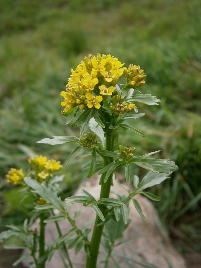 Barbarée intermédiaire en pleine floraison avec des fleurs jaunes dans un coin de jardin semi-ombragé