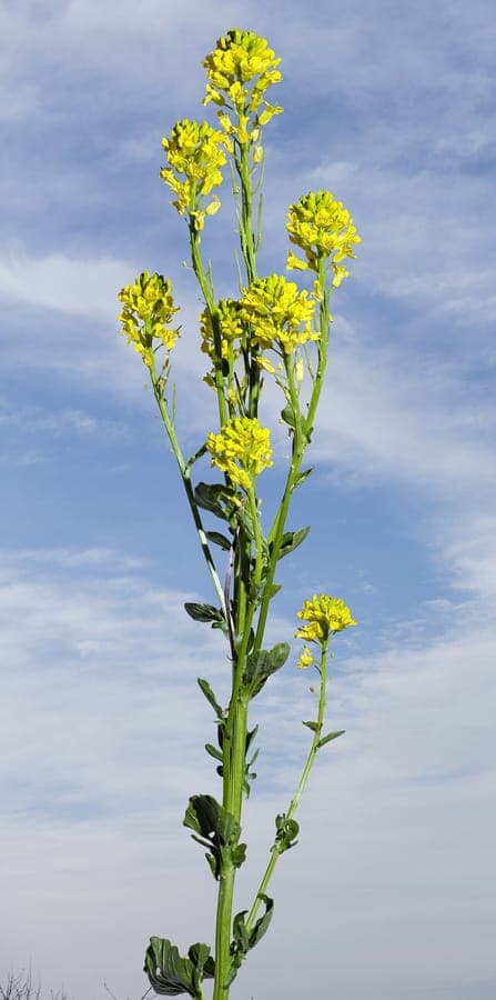 Winter-cress in full bloom along a country path in early spring