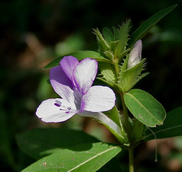 Barleria cristata met helderblauwe bloemtrossen tegen groen blad