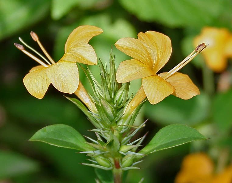Gele stekelbloemstruik bloemen in volle bloei