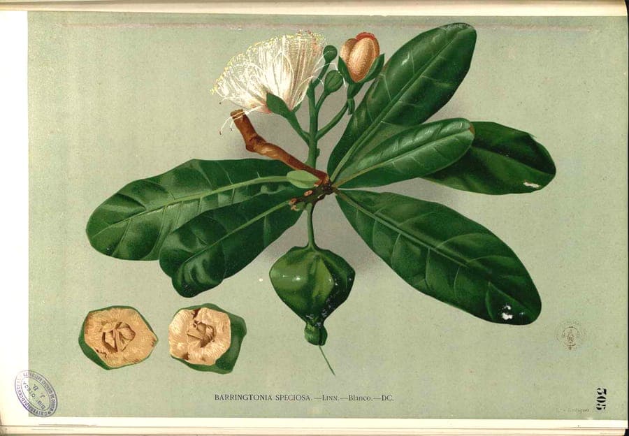 Barringtonia asiatica bloemen en vruchten