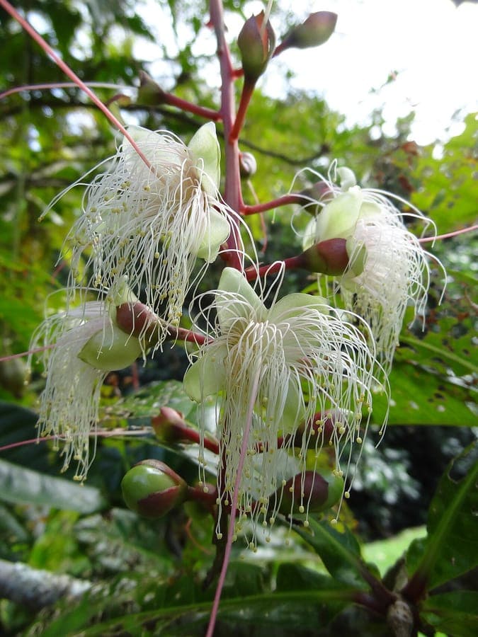Barringtonia racemosa flower spikes and leaves