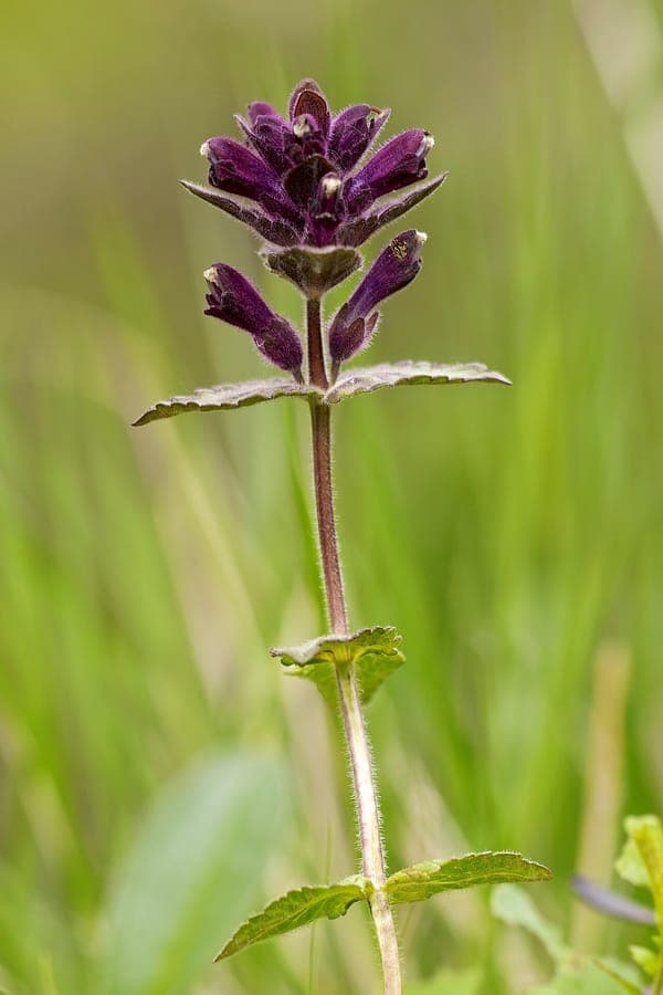 Bartsia alpina in full bloom on a rocky slope, showing its velvety stems and purple-white tubular flowers.