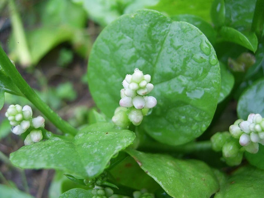 Green foliage of Malabar spinach on climbing stems
