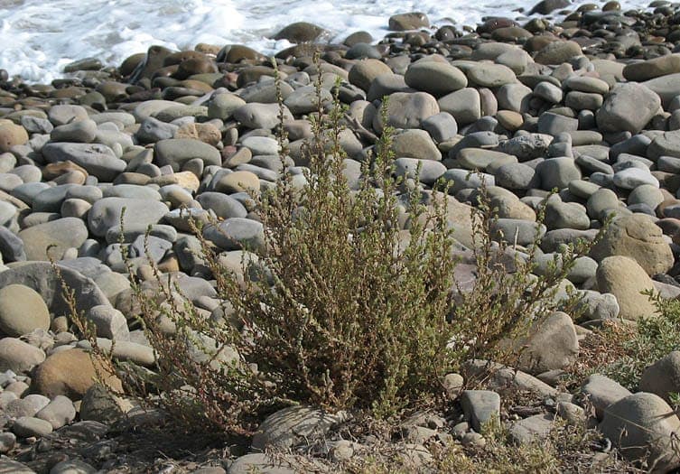 Bassia hyssopifolia met fijne bladeren en groene structuur