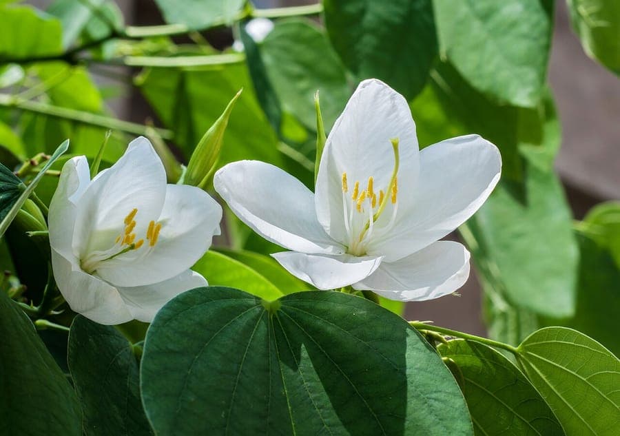 Schneeweiße Blüten der Zwerg-Weißen Bauhinia