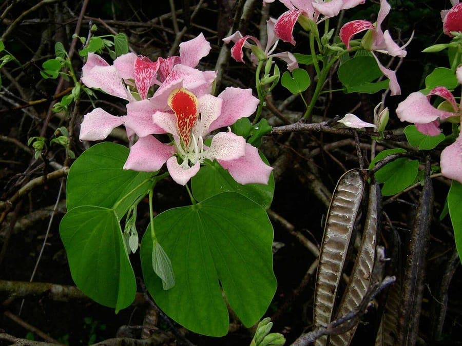 Bauhinia monandra orchid tree with pink flowers