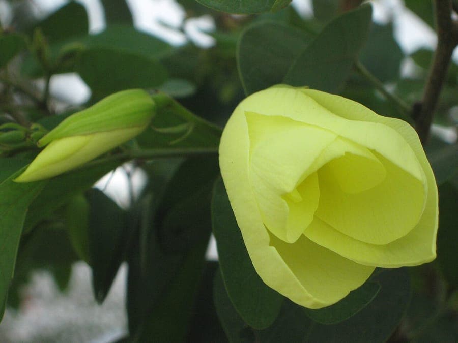 Gelber Orchideenbaum mit strahlend gelben Bluten