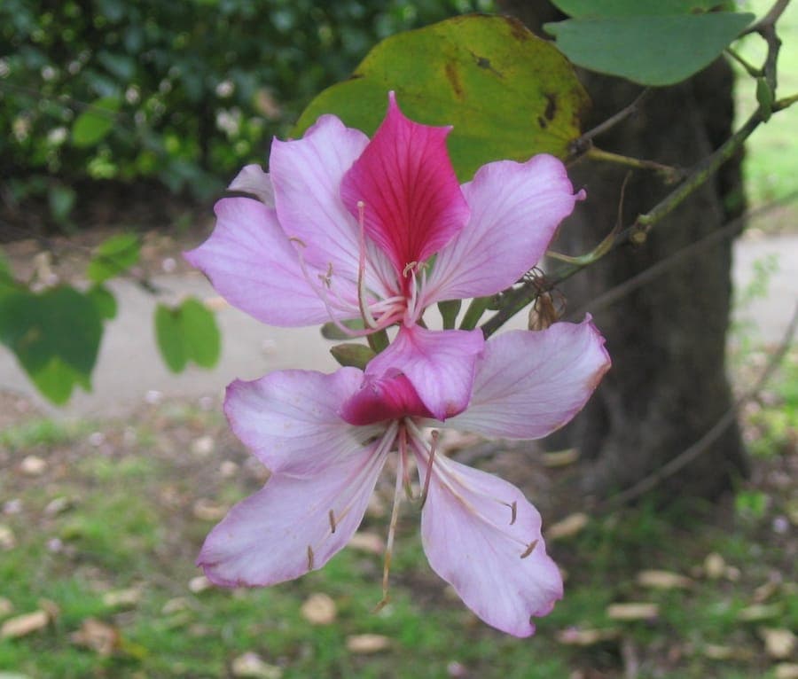Pink and purple orchid-like flowers of the mountain ebony tree