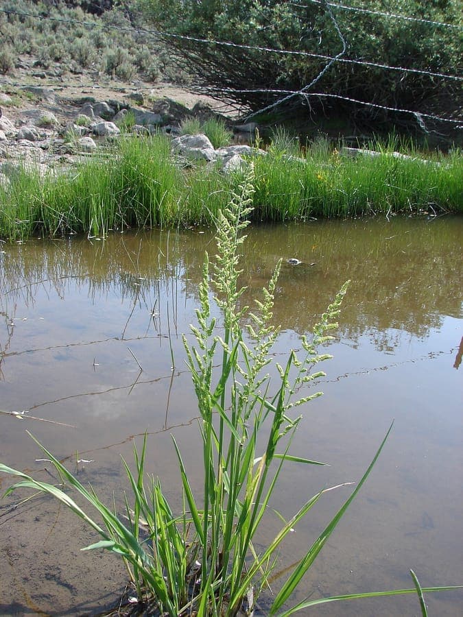 Amerikanisches Doppelährengras am Ufer eines Naturteichs, helles Sommerlicht durch die schmalen Blätter