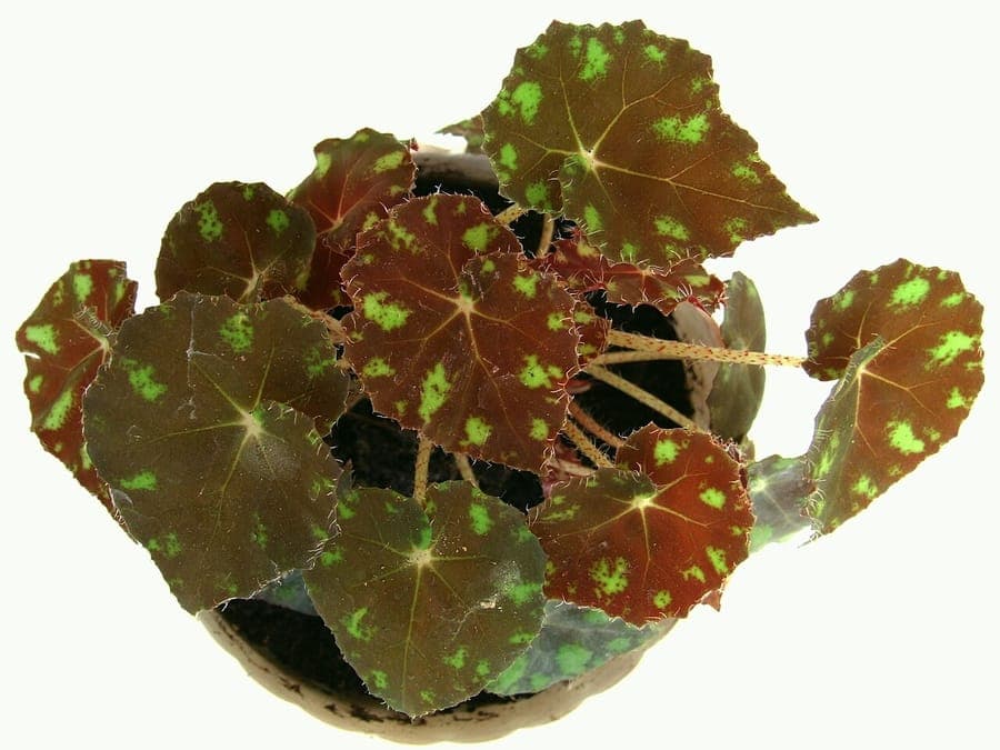 Begonia bowerae eyelash begonia with ornate leaves