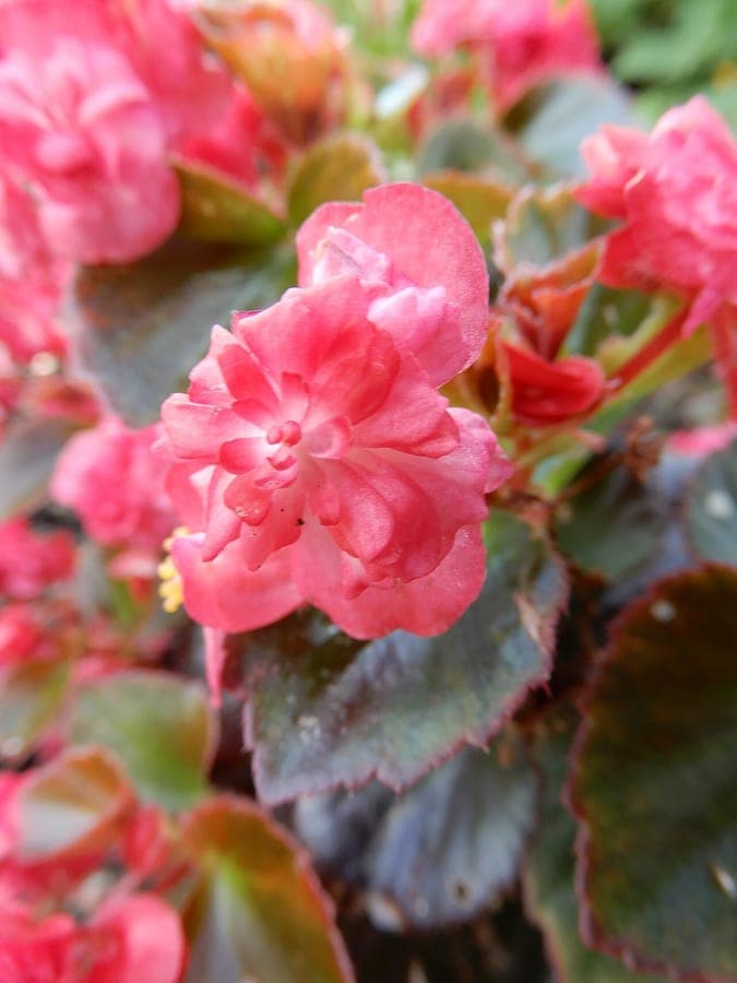 Clubbed begonia with pink flowers