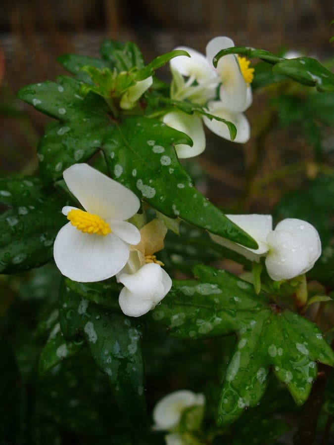 Mapleleaf begonia with characteristic maple-shaped foliage