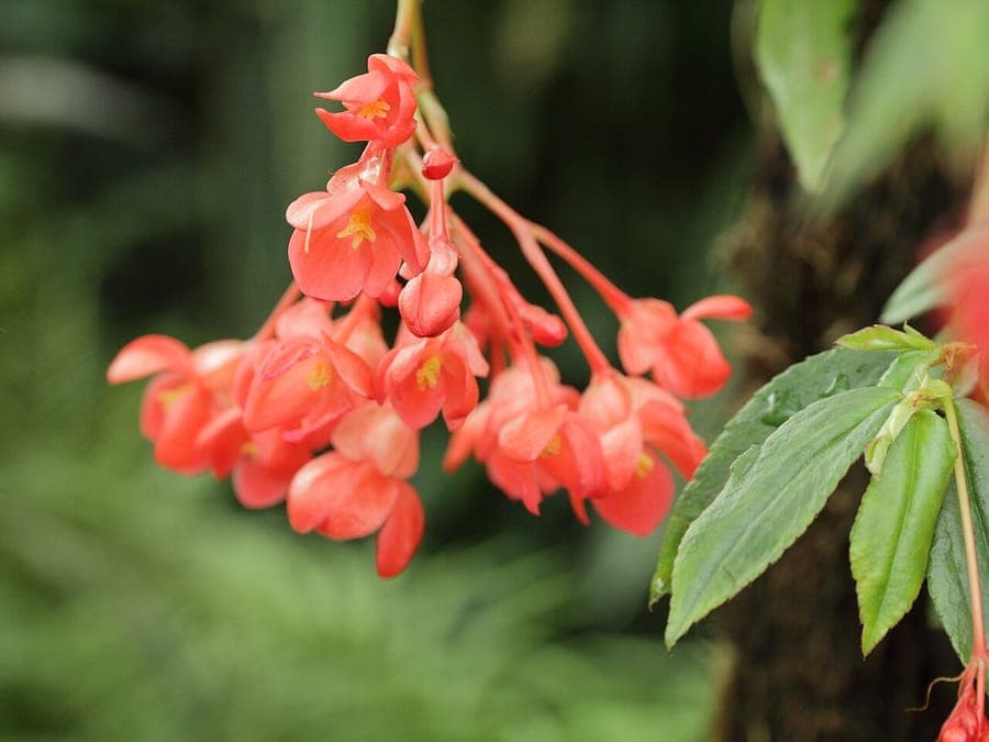 Elegant Fern Begonia Begonia foliosa with delicate feathery foliage