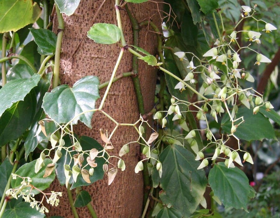 Climbing Begonia Begonia glabra with subtle white flowers and smooth leaves