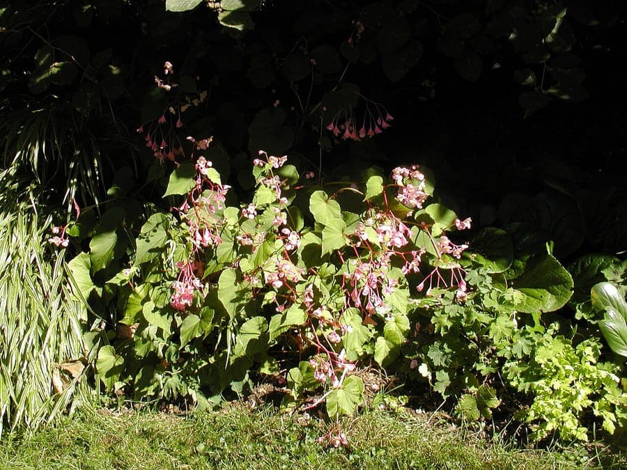 Hardy Begonia flowers in full bloom