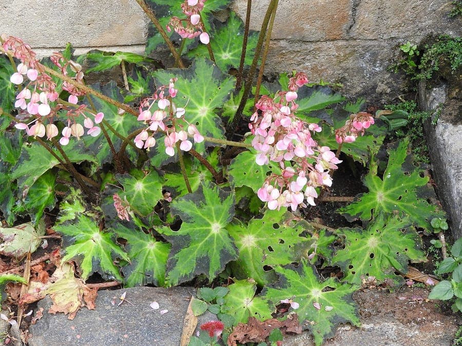 Sterblad begonia met karakteristieke stervoormige bladeren