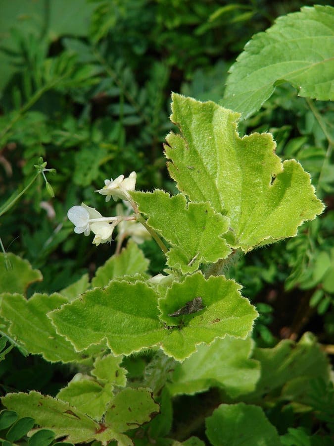 Begonia hirtella plant with hairy leaves and pink flowers