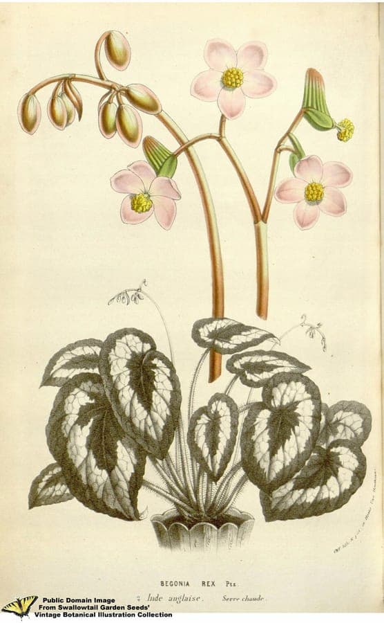 Koninklijke begonia met opvallende zilveren, rode en paarse bladmarkering