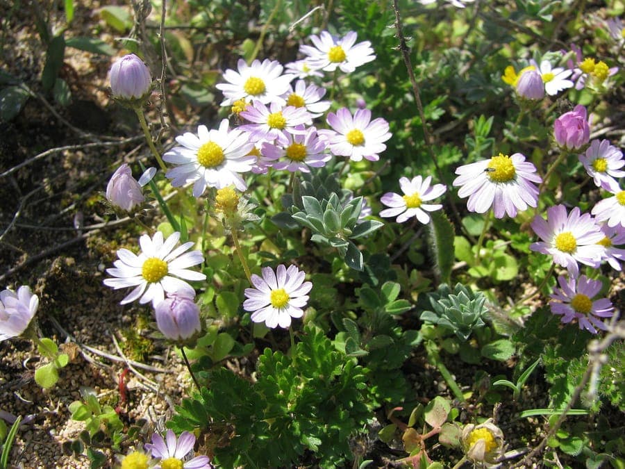 Paquettes blanches et jaunes annuelles en pleine floraison