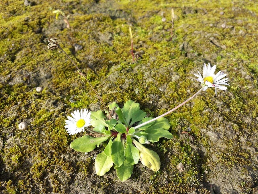 Dichte Gruppen von Gänseblümchen in voller Blüte auf einer sonnigen Wiese mit leichtem Schatten