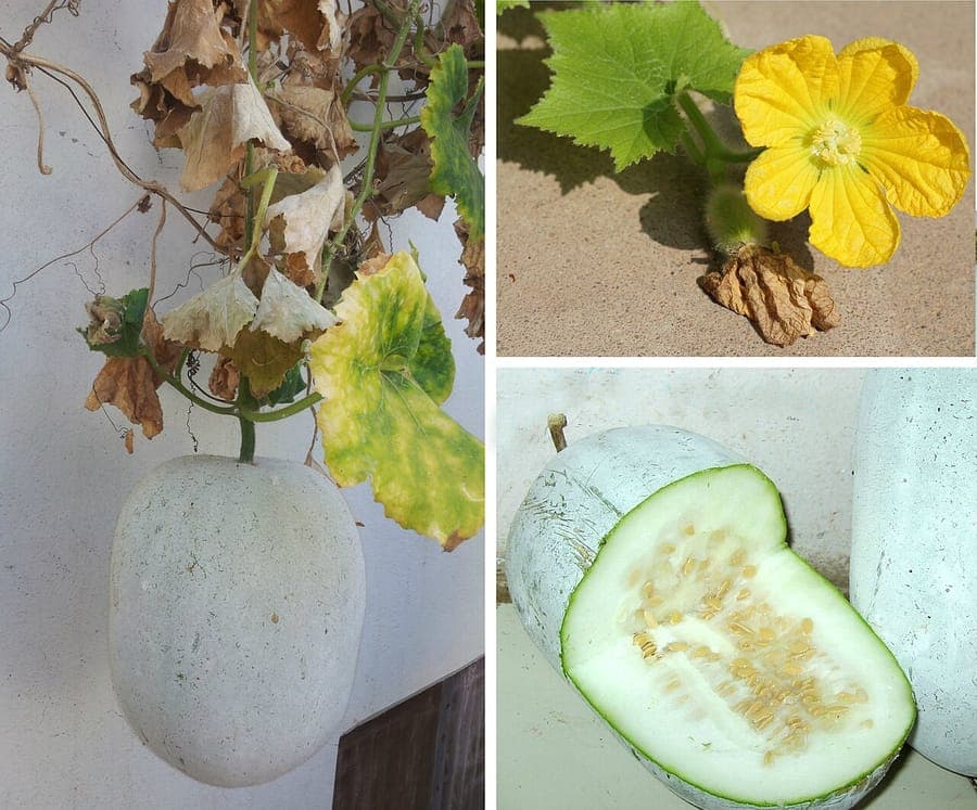 Reife Benincasa hispida Fruchte zur Ernte bereit